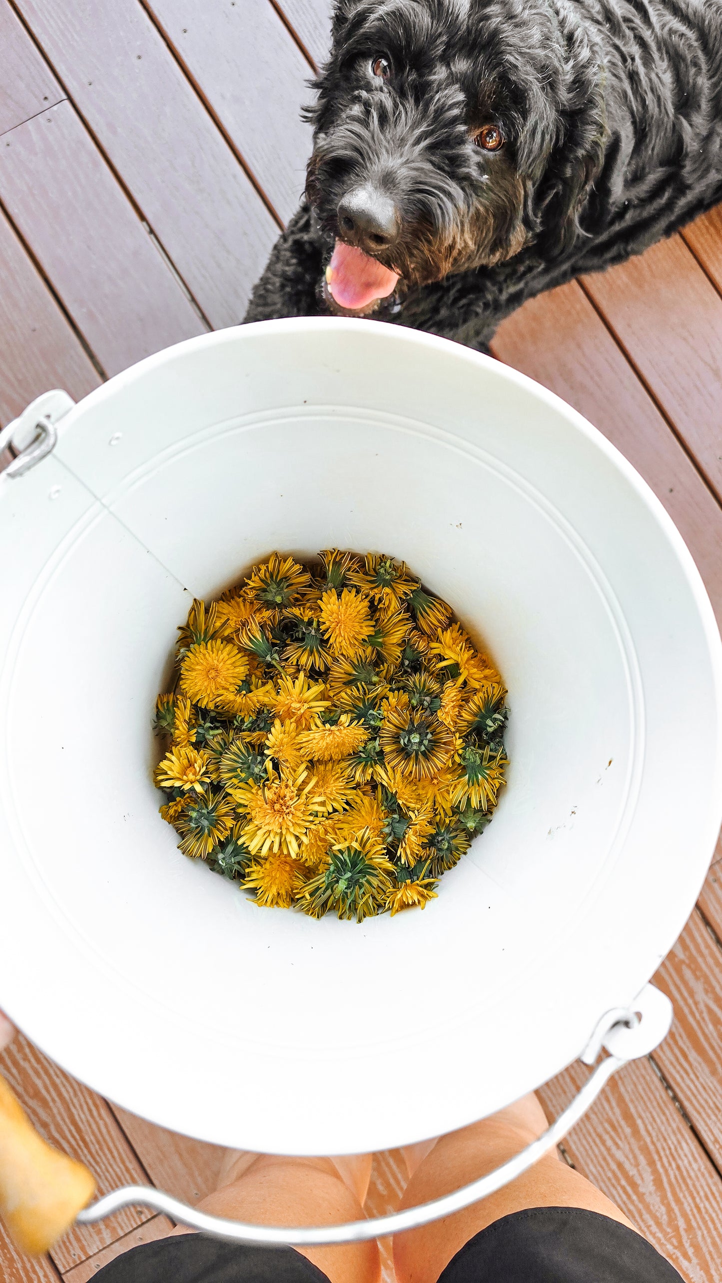 Dandelion Beeswax Lotion Bar